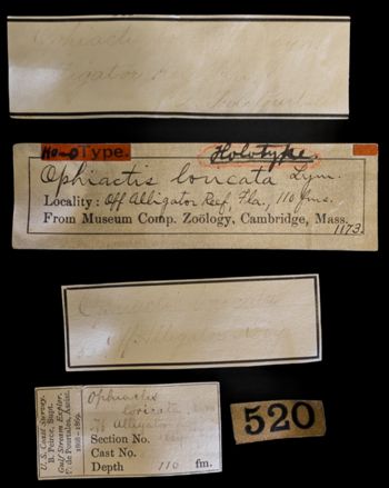 Media type: image;   Invertebrate Zoology OPH-1173 Description: Labels for this specimen included in the specimen tray.;  Aspect: labels